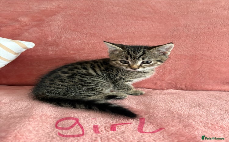 Domestic Shorthair cats - Advert 14