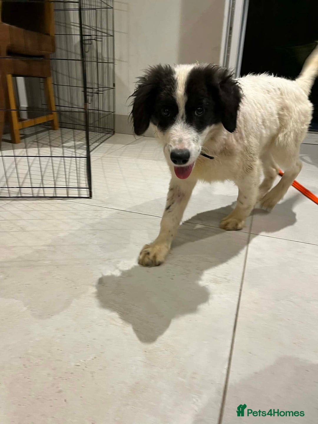 Mixed Breed dogs for adoption: Duke - North Walsham Norfolk  - Advert 6