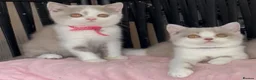 British Shorthair cats for sale: Beautiful Champion line BSH two girls  - Advert 4