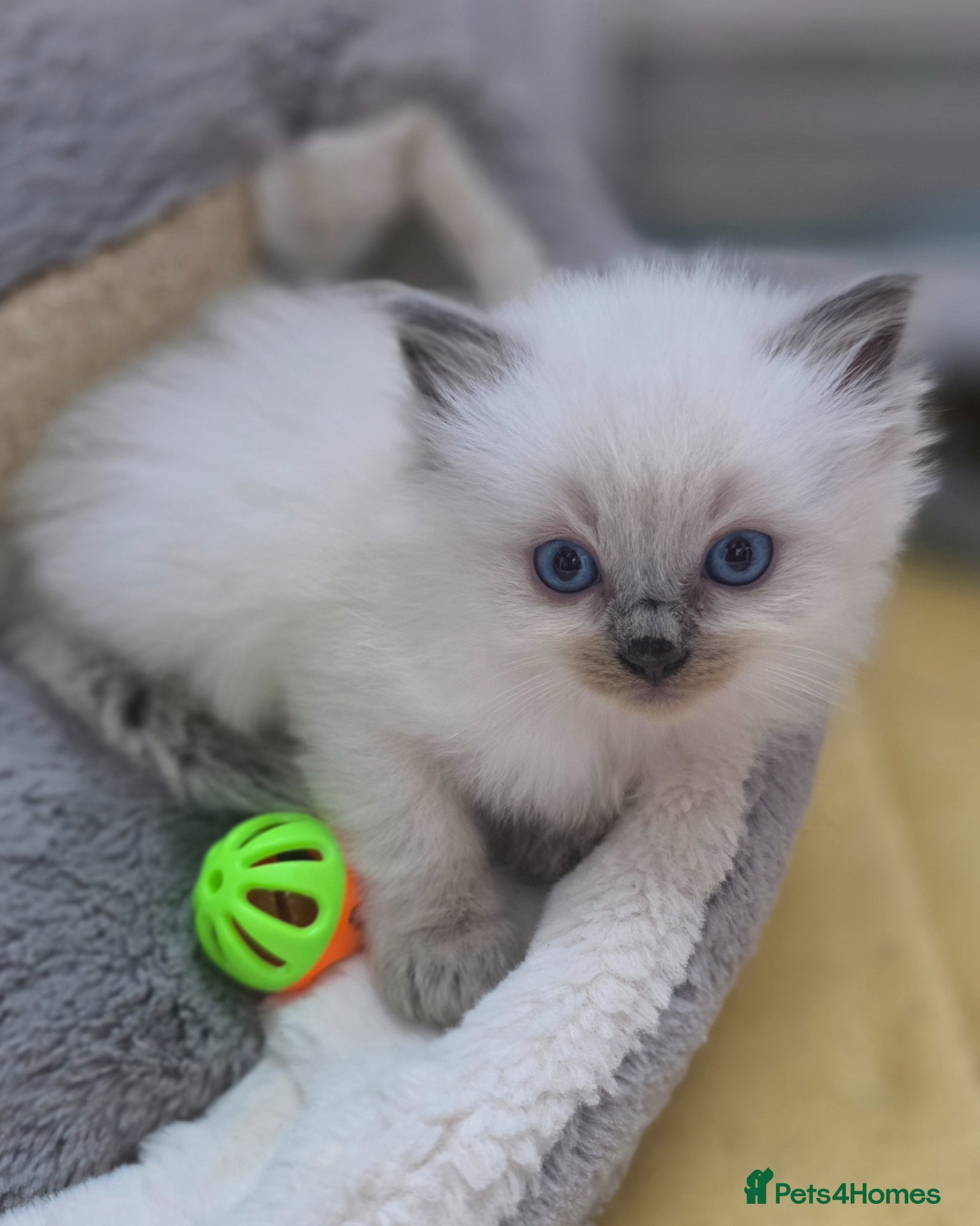 Ragdoll cats Health Tested Ragdoll Babies - Advert 6