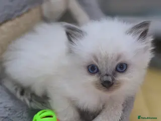 Ragdoll cats Health Tested Ragdoll Babies - Advert 5