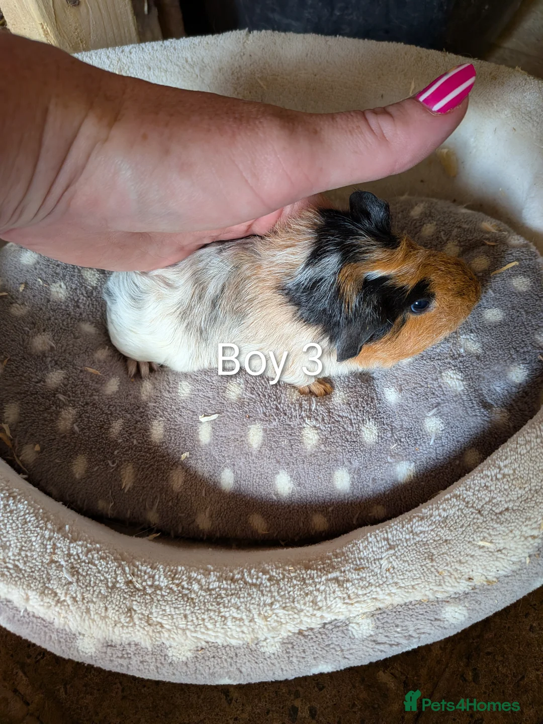Guinea Pig rodents for sale: Baby guinea pigs  - Advert 1