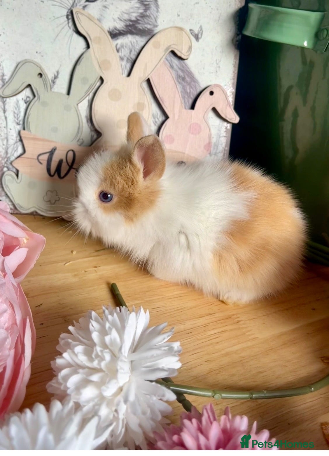 Lionhead rabbits Beautiful Purebred Lionheads  - Advert 2
