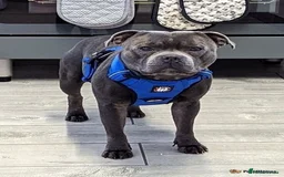 Staffordshire Bull Terrier dogs for sale: Stunning last available puppy Staffordshire - Image 6