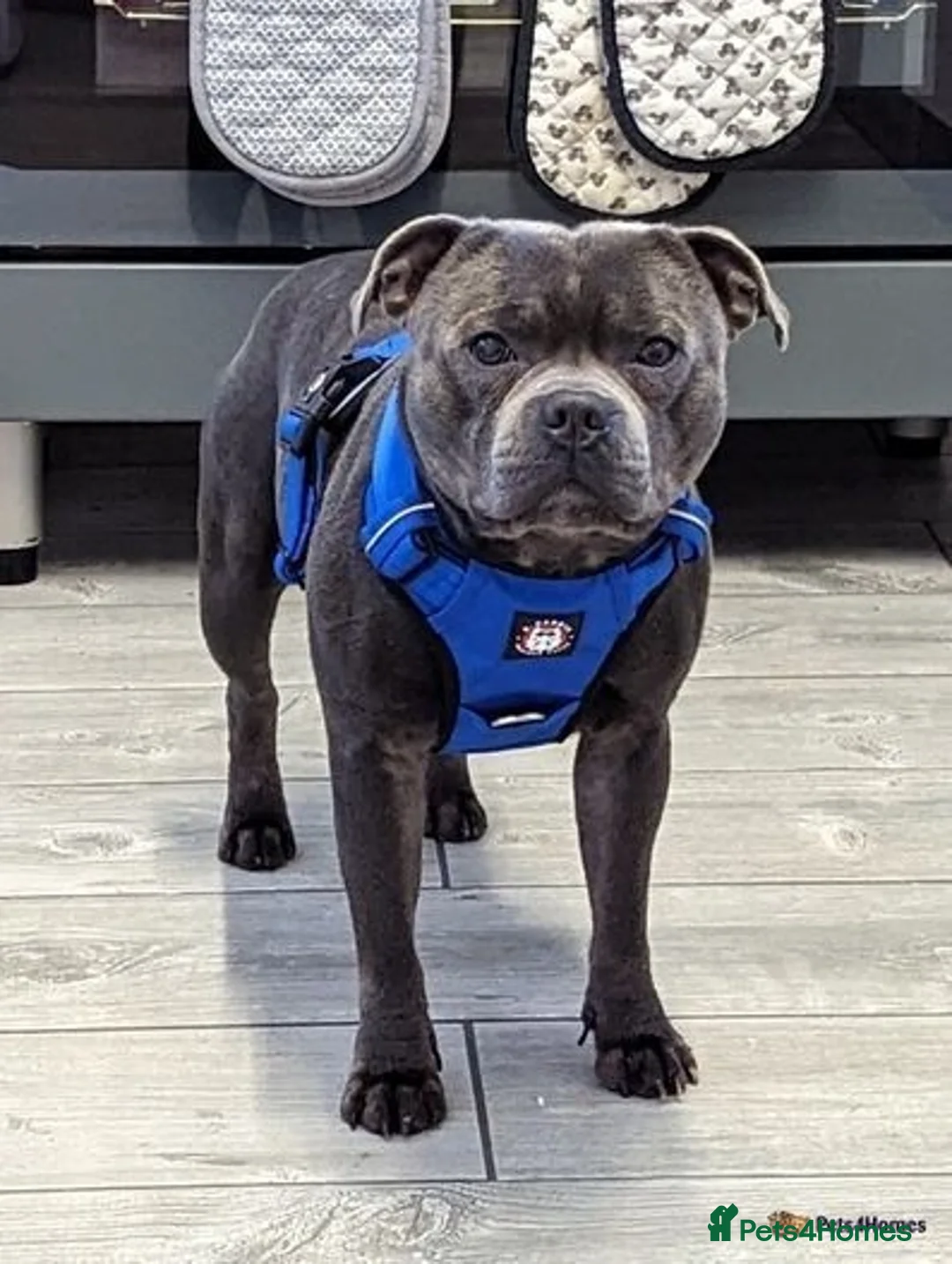 Staffordshire Bull Terrier dogs for sale: Stunning last available puppy Staffordshire - Image 6