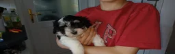 Havanese dogs for sale: KC registered Havanese - next litter interest - Advert 19