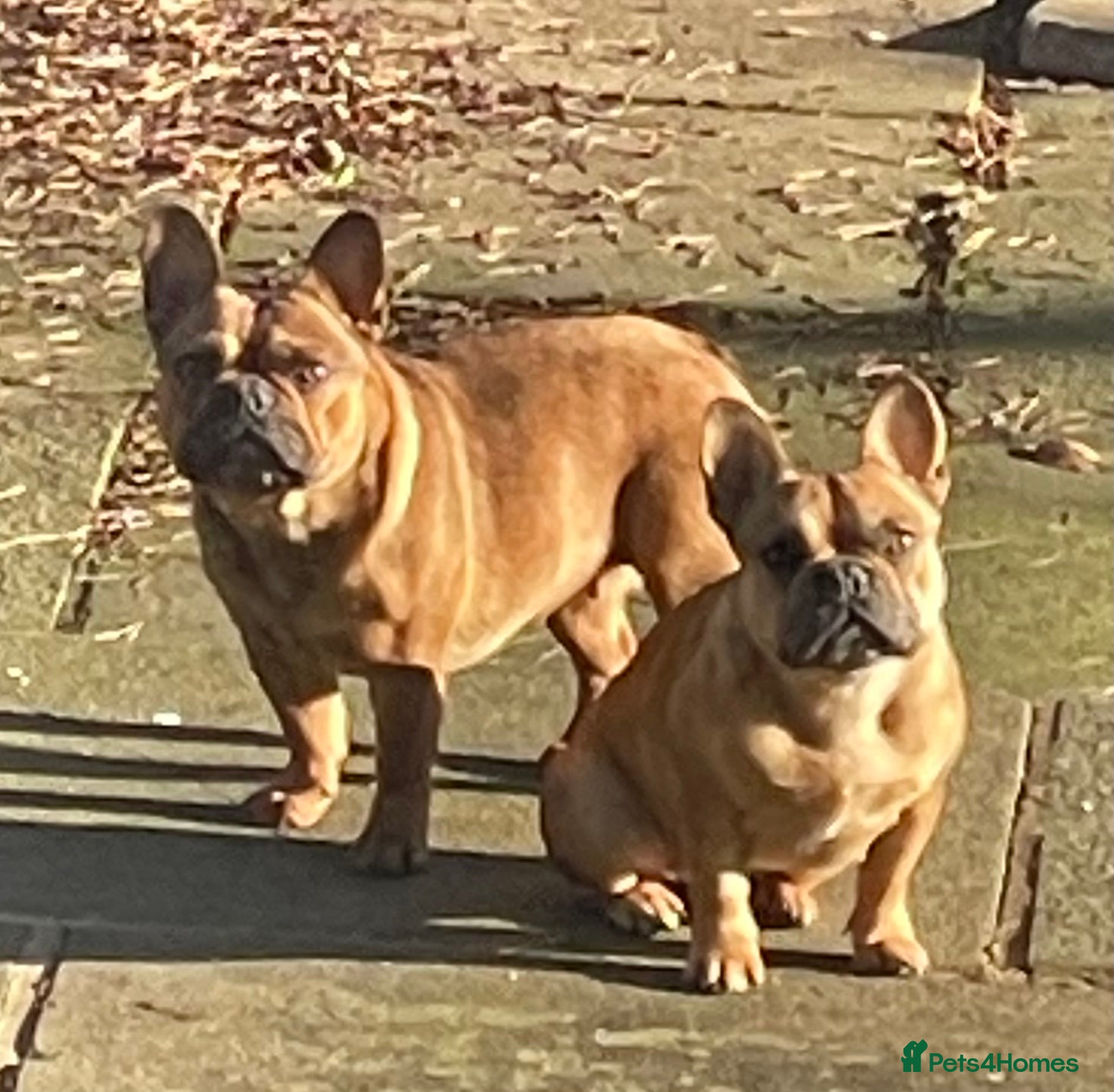 French Bulldog dogs KC REGISTERED HEALTH TESTED FRENCH BULLDOG  - Advert 5