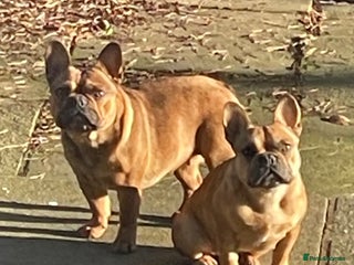 French Bulldog dogs KC REGISTERED HEALTH TESTED FRENCH BULLDOG - Advert 5