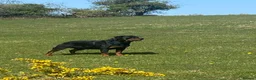 Rottweiler dogs for sale: Champion Bloodline Rottweilers  - Advert 3