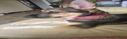 Mixed Breed dogs for sale: Rose  - Advert 5