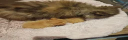 British Longhair cats for sale: British longhair boys  - Advert 2