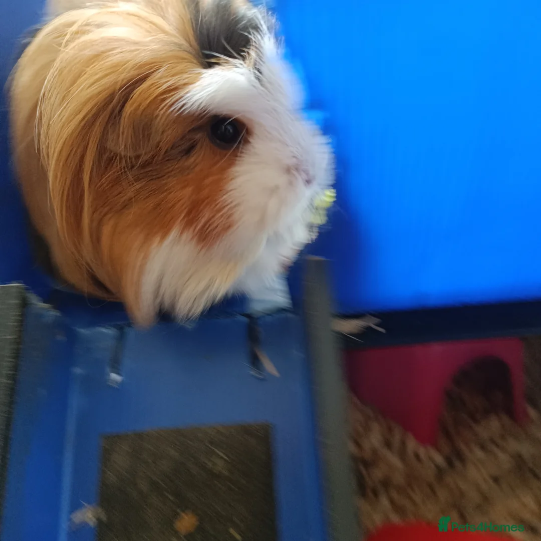 Guinea Pig rodents for sale: 3 bonded piggies - Advert 2