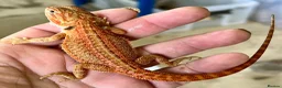 Bearded Dragon reptiles for sale: Red hypo trans Genetic Stripe Bearded Dragons - Advert 13
