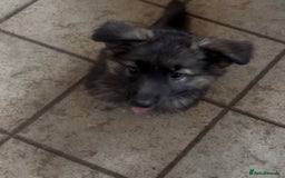 German Shepherd dogs for stud: Fendt  - Image 6