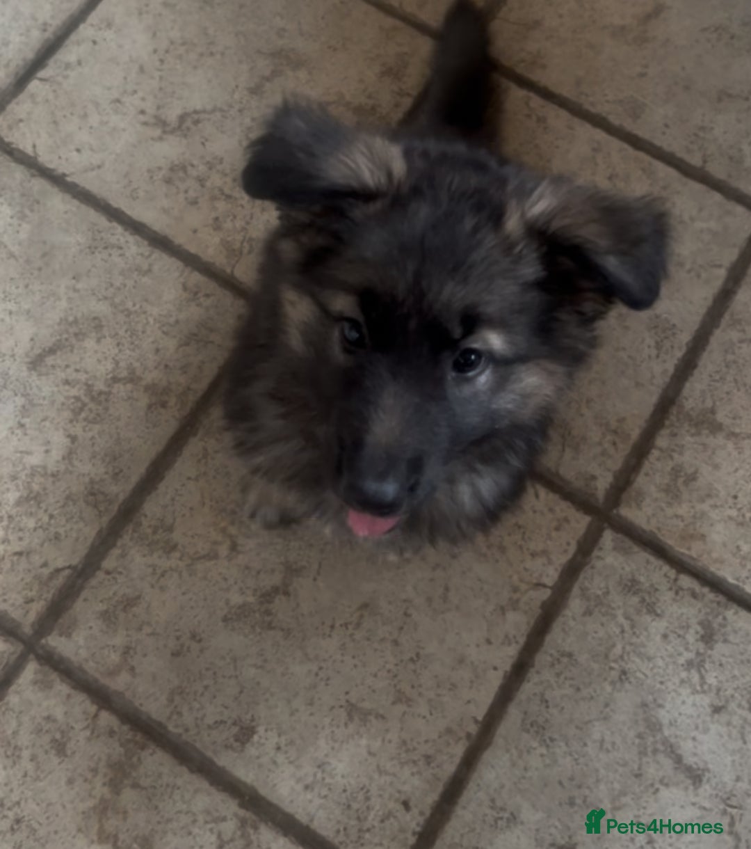 German Shepherd dogs for stud: Fendt  - Image 6