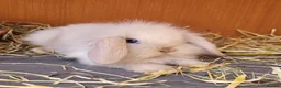 Mini Lion Lop rabbits for sale: Adorable Mini Lion Lops - READY JULY 1ST - Advert 24