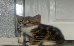 Mixed Breed cats for sale: Kittens for sale  - Image 3