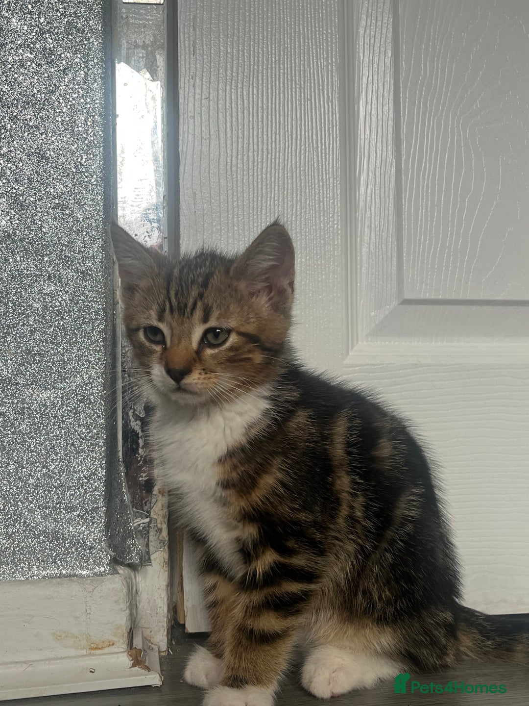 Mixed Breed cats for sale: Kittens for sale  - Image 3