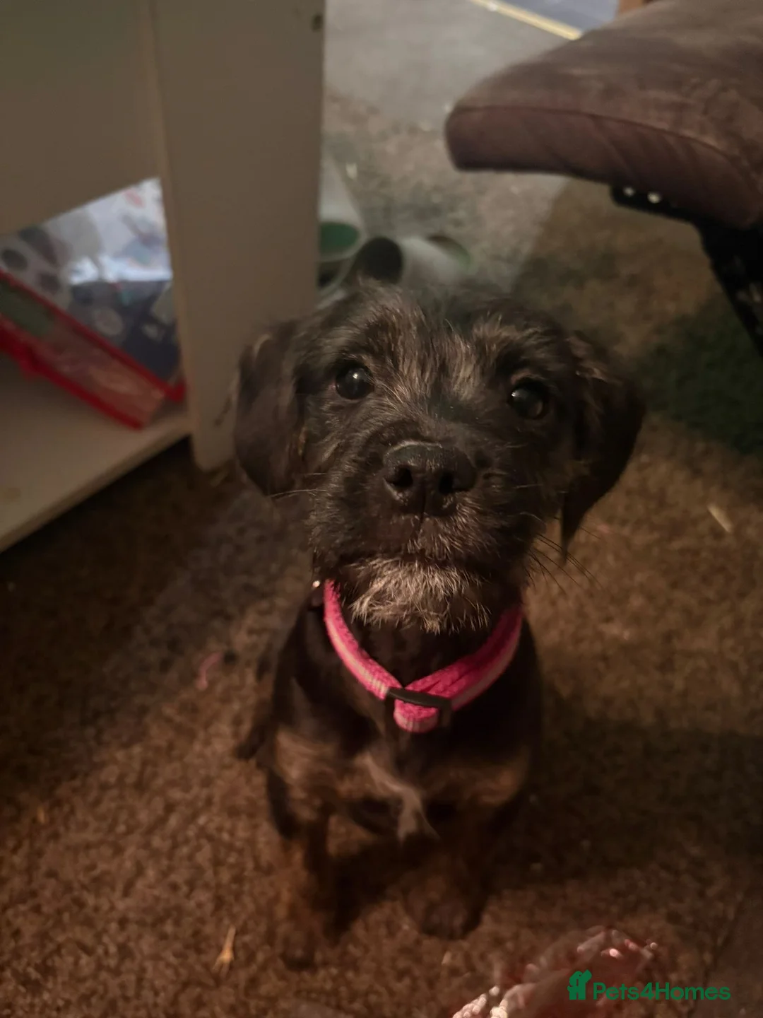 Mixed Breed dogs for sale: Mabel 6 months old  - Advert 3