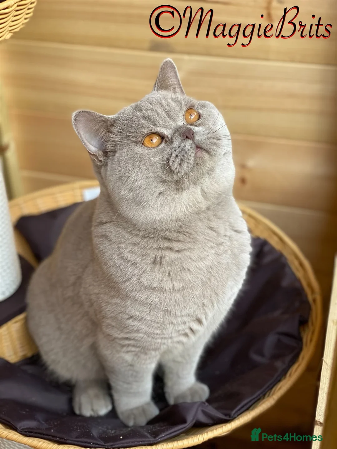 British Shorthair cats for stud: Championline Lilac Stud in Northolt - Advert 7