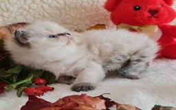 Persian cats for sale: Persian Kittens - Image 12