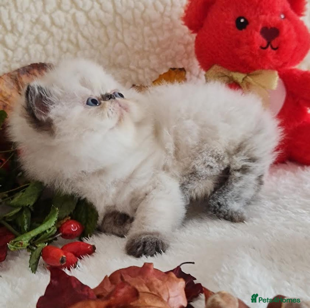Persian cats for sale: Persian Kittens - Image 12