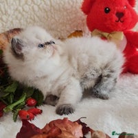 Persian cats Persian Kittens - Advert 8