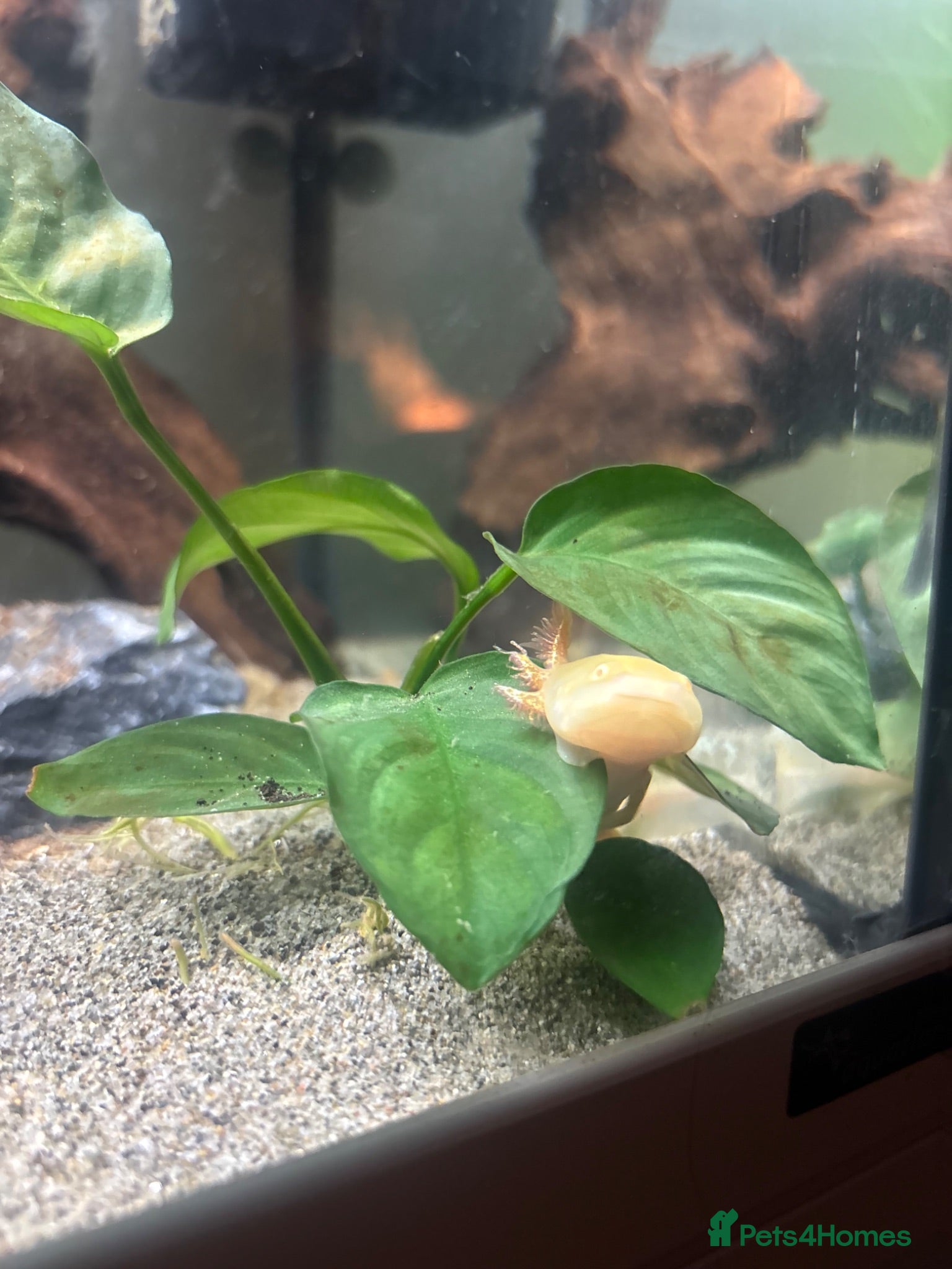 Mixed Breed invertebrates Axolotl under 1 year  - Advert 1