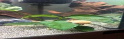 Mixed Breed invertebrates for sale: Axolotl under 1 year  in Colchester - Advert 1