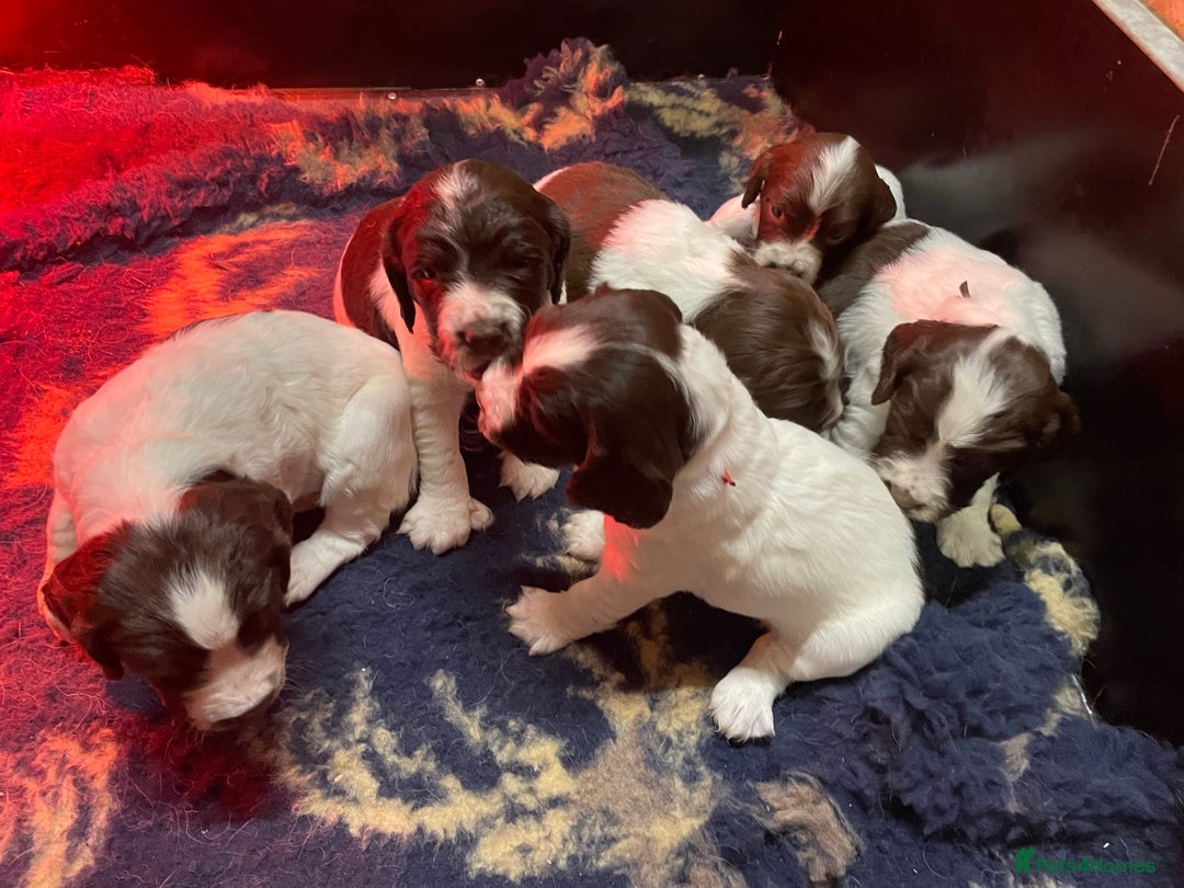 English Springer Spaniel dogs for sale: KC registered English Springer Spaniel pups - Advert 8