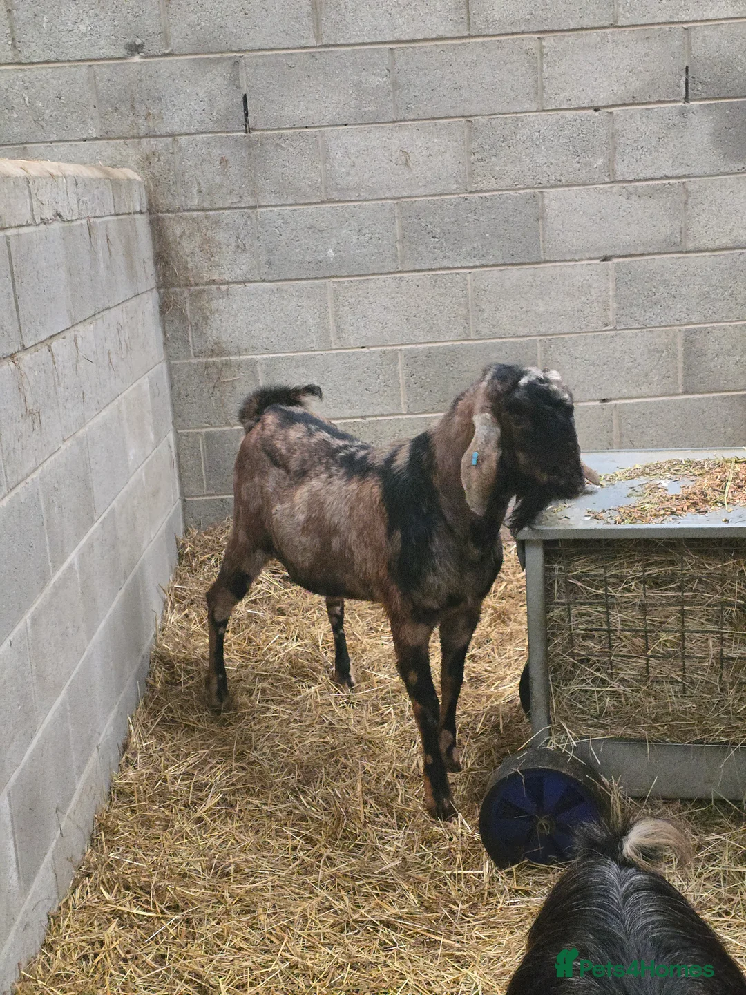 Goats livestock for sale: 2 anlgo nubian billies - Advert 1