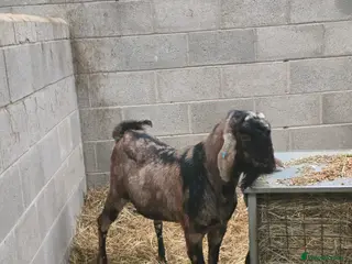 Goats livestock 2 anlgo nubian billies - Advert 1