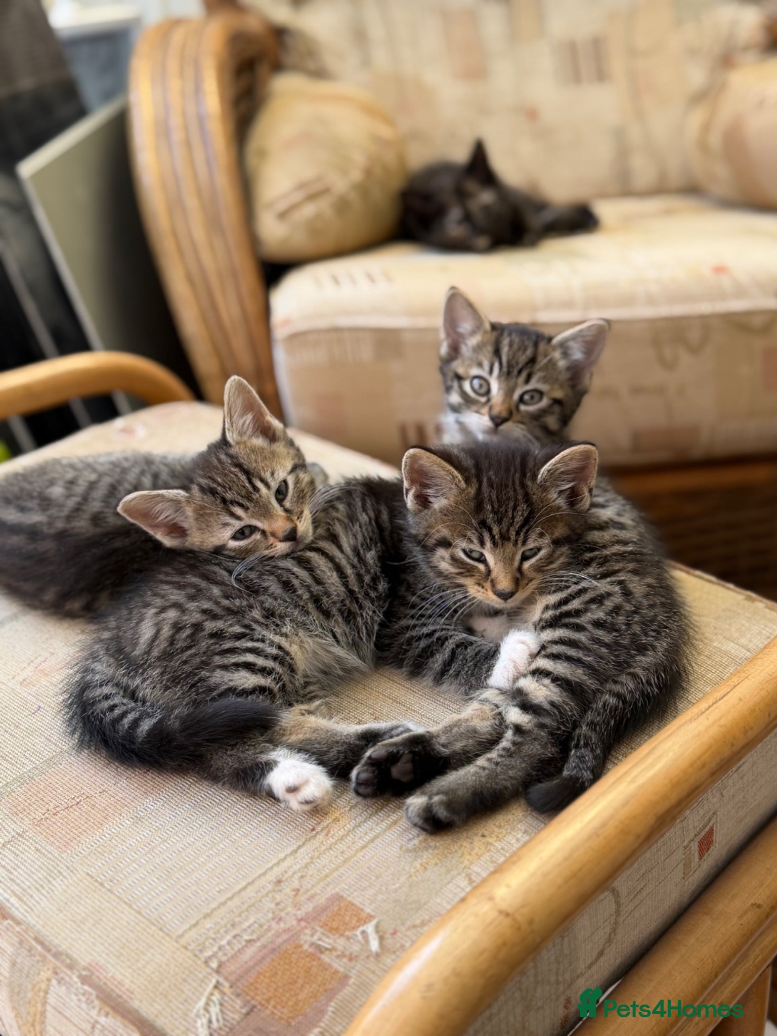 Mixed Breed cats Domestic Tabby babies  - Advert 12