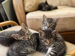 Mixed Breed cats Domestic Tabby babies - Advert 12