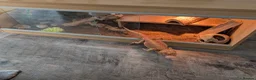 Bearded Dragon reptiles for sale: Lenny the lizard (bearded dragon) in Telford - Advert 2