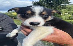 Border Collie dogs for sale: Mid Wales border collie pups  - Image 26