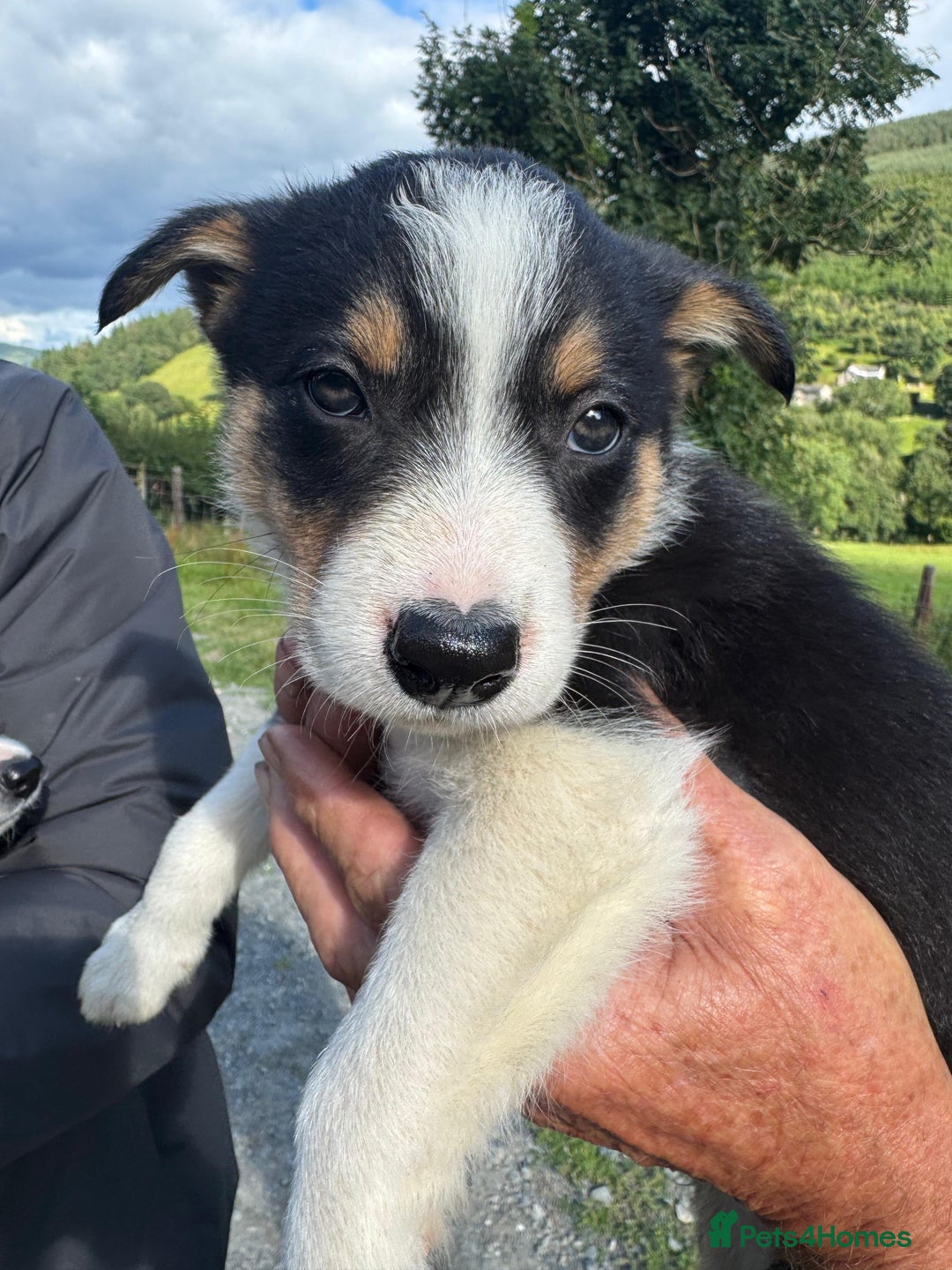Border Collie dogs for sale: Mid Wales border collie pups  - Image 26