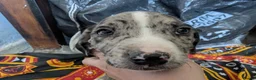 Mixed Breed dogs for sale: English pointer cross Staffordshire bull terrier - Advert 6