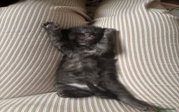 Maine Coon cats for sale: 5 bengal/maine coon kittens - Image 4