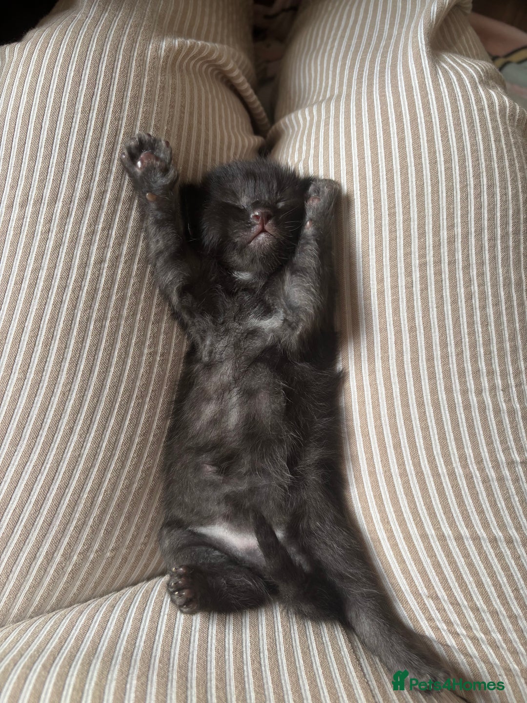 Maine Coon cats for sale: 5 bengal/maine coon kittens - Image 4