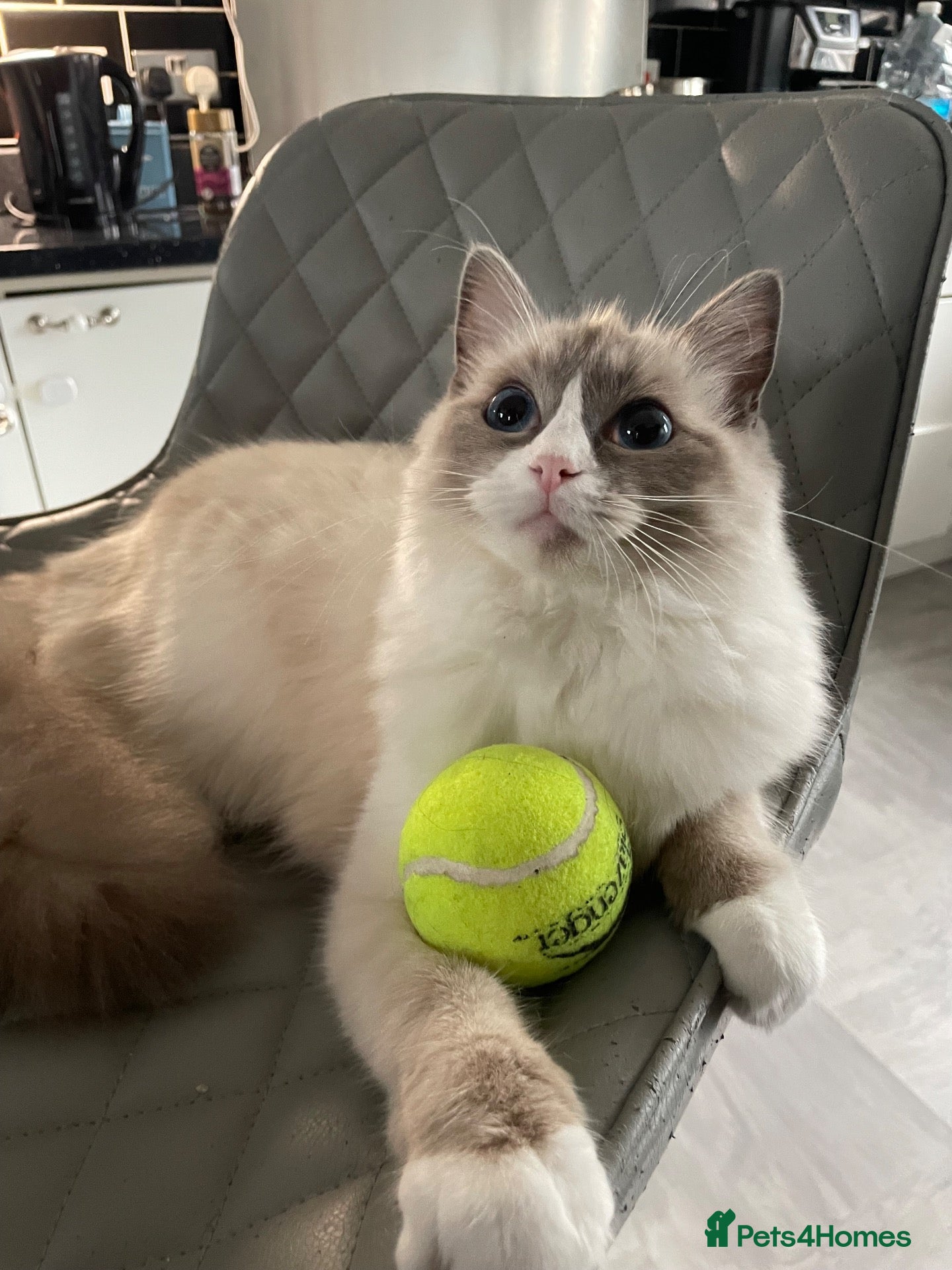 Ragdoll cats Spayed Female Ragdoll 1 Year Old - Advert 2