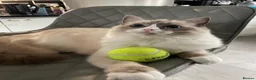 Ragdoll cats for sale: Spayed Female Ragdoll 1 Year Old in Wirral - Advert 1