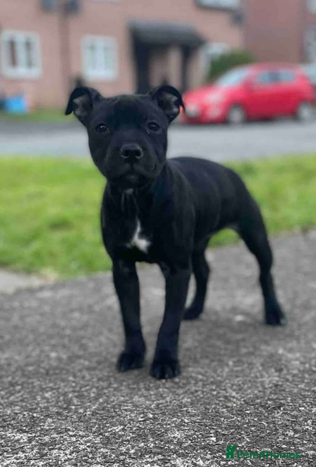 Staffordshire Bull Terrier dogs for sale: 5 month old female staffie  - Advert 1