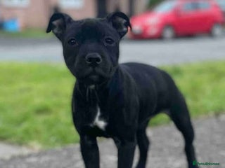 Staffordshire Bull Terrier dogs 5 month old female staffie - Advert 1