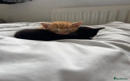 American Shorthair cats for sale: 4 male kittens for sale! - Image 16