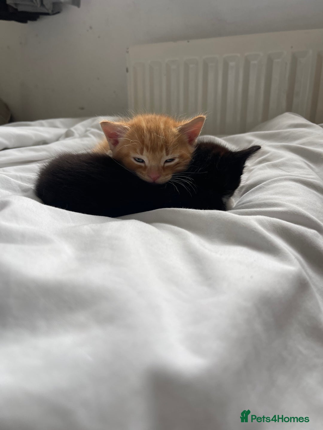American Shorthair cats for sale: 4 male kittens for sale! - Image 16