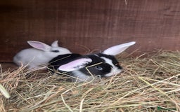Mixed Breed rabbits for sale: Baby bunnies - Image 8
