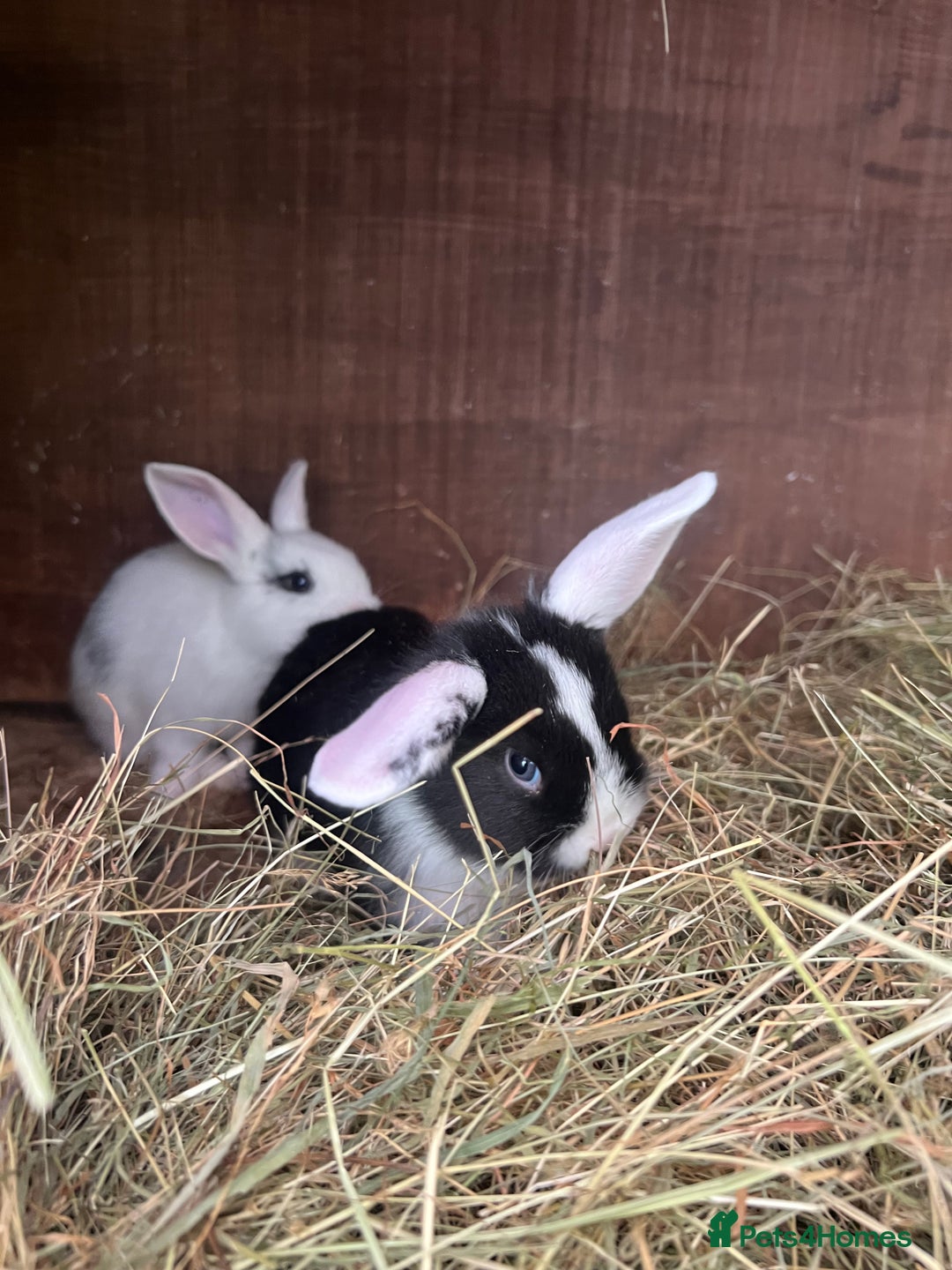 Mixed Breed rabbits for sale: Baby bunnies - Image 8