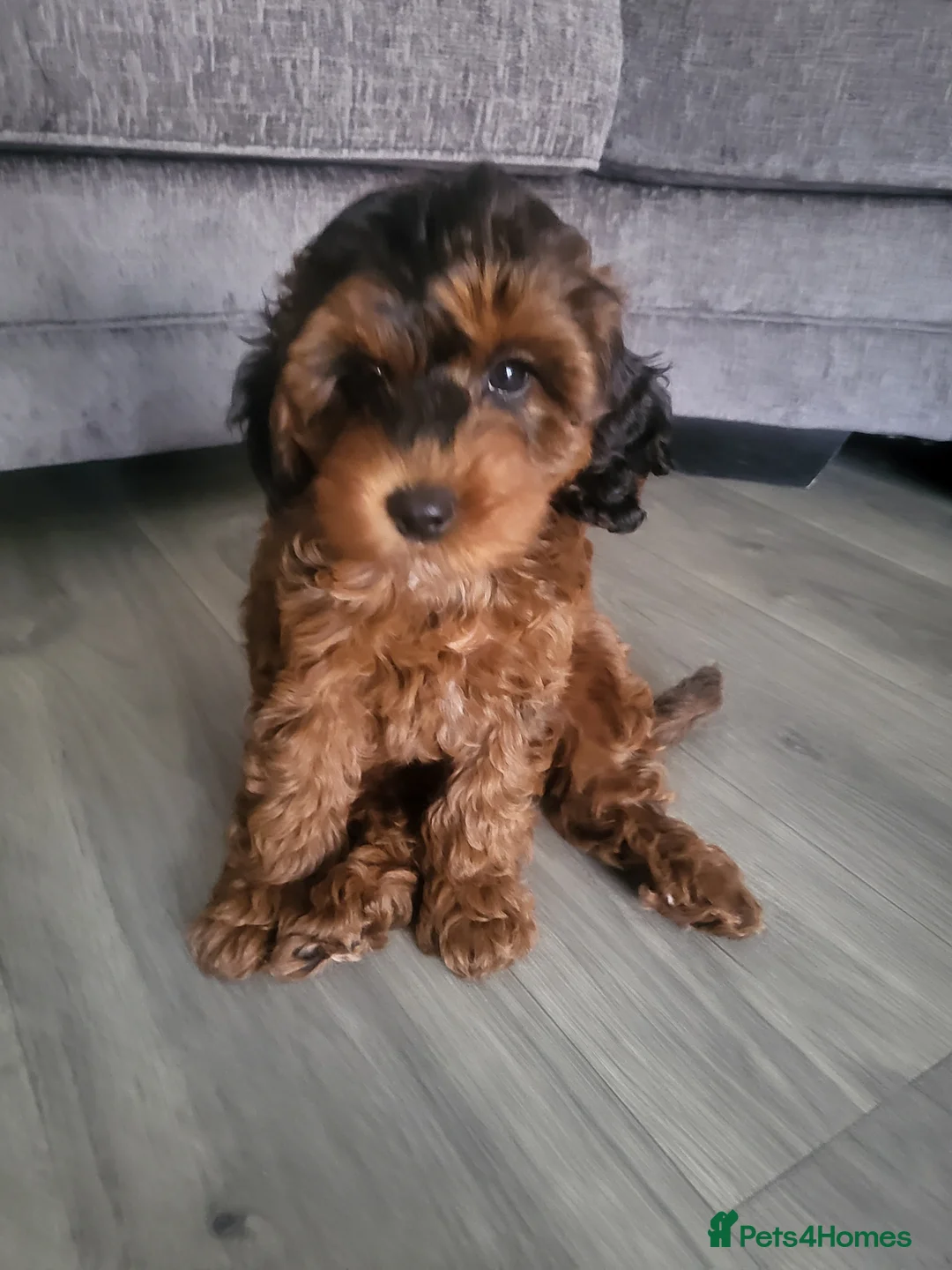 Cockapoo dogs for sale: F1b cockapoos (Ready now) - Advert 1