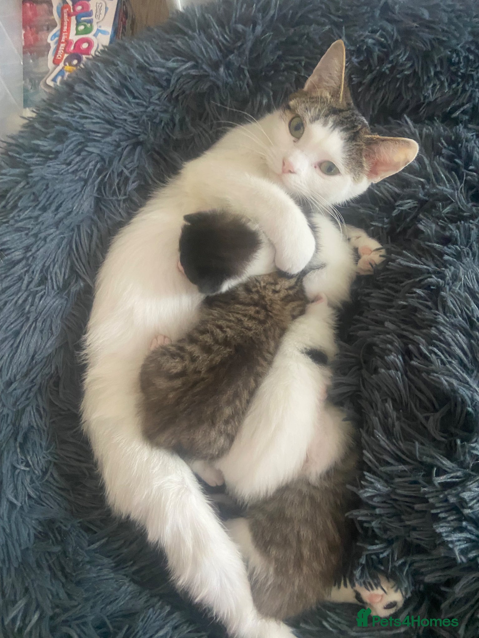 British Shorthair cats Kittens for sale - Advert 1